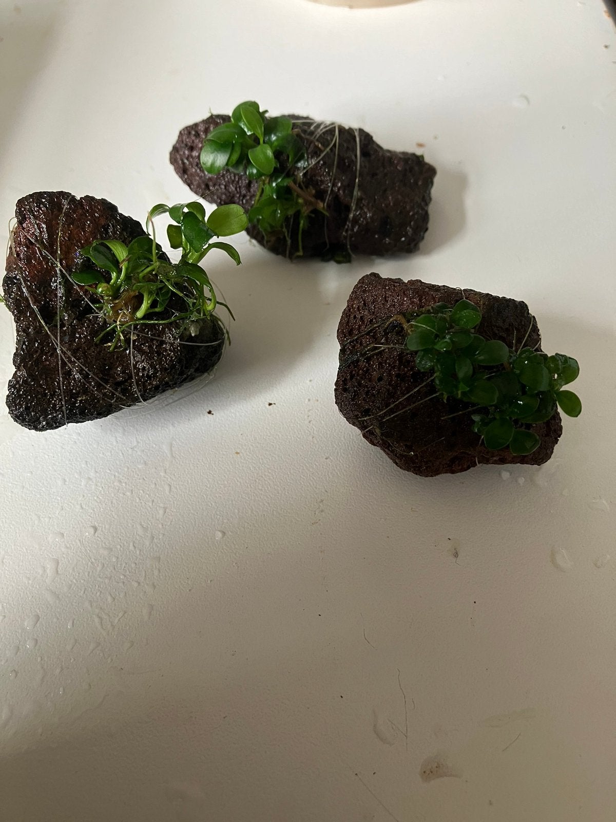 3 lavassteentjes met anubias nana stekken, Ophalen, Nieuw, Plant(en), Steen of Hout