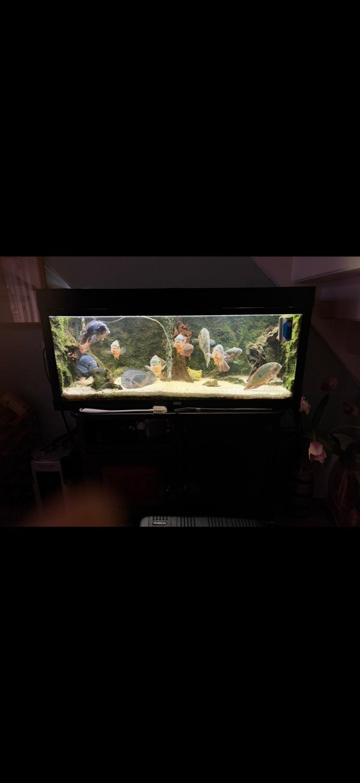 Groot aquarium met volwassen Oscar- en Severumcichliden, Dieren en Toebehoren, Ophalen, Gebruikt
