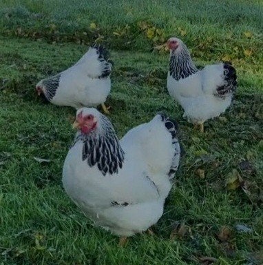 te koop 7 wyandotte kriel hennen, Dieren en Toebehoren, Pluimvee, Vrouwelijk, Kip