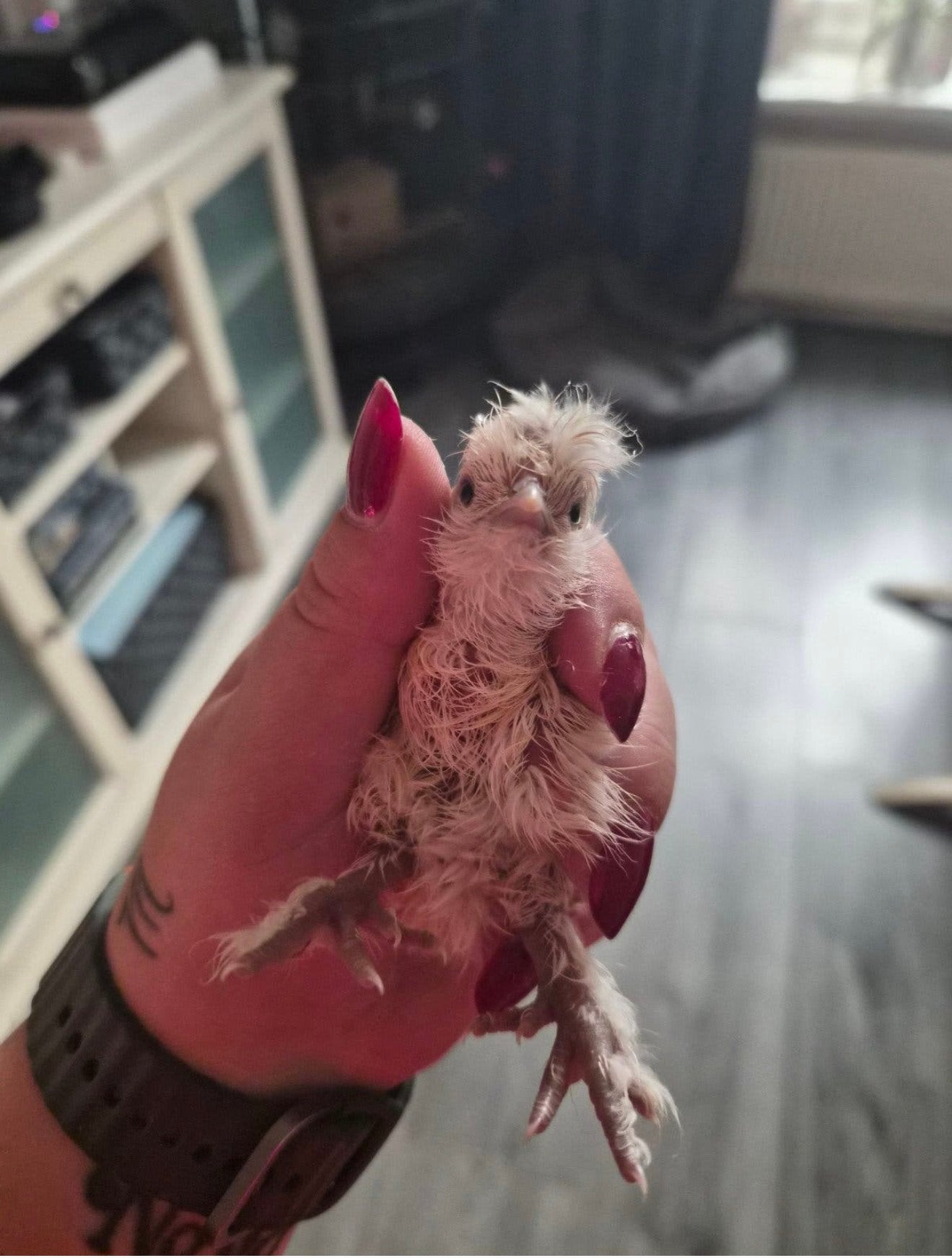 Zijdehoen, Dieren en Toebehoren, Geslacht onbekend, Kip