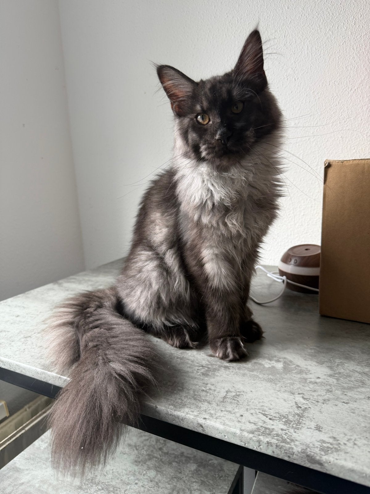 Maine coon kitten, Poes