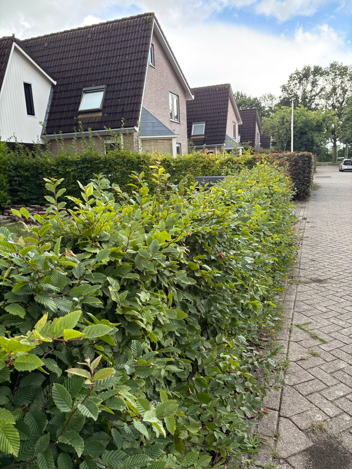 Beukenhaag 6 meter, Tuin en Terras, Ophalen of Verzenden, Beukenhaag, Haag, 100 tot 250 cm