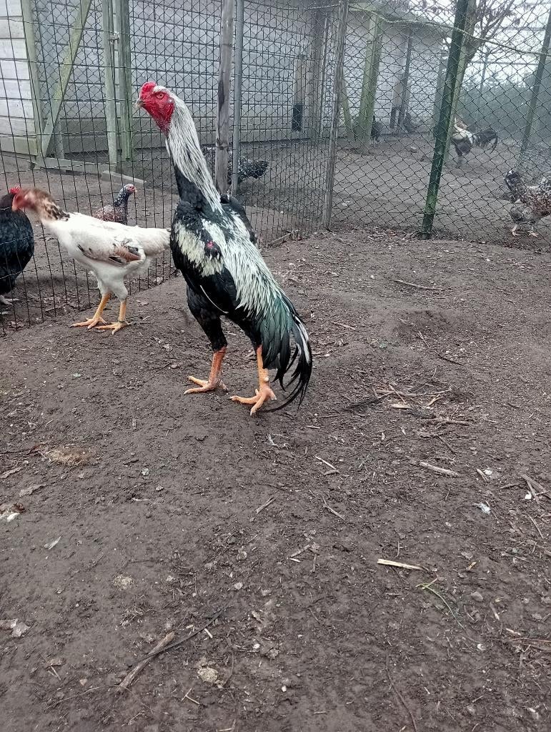 shamo kuikens, Dieren en Toebehoren, Pluimvee, Geslacht onbekend, Kip