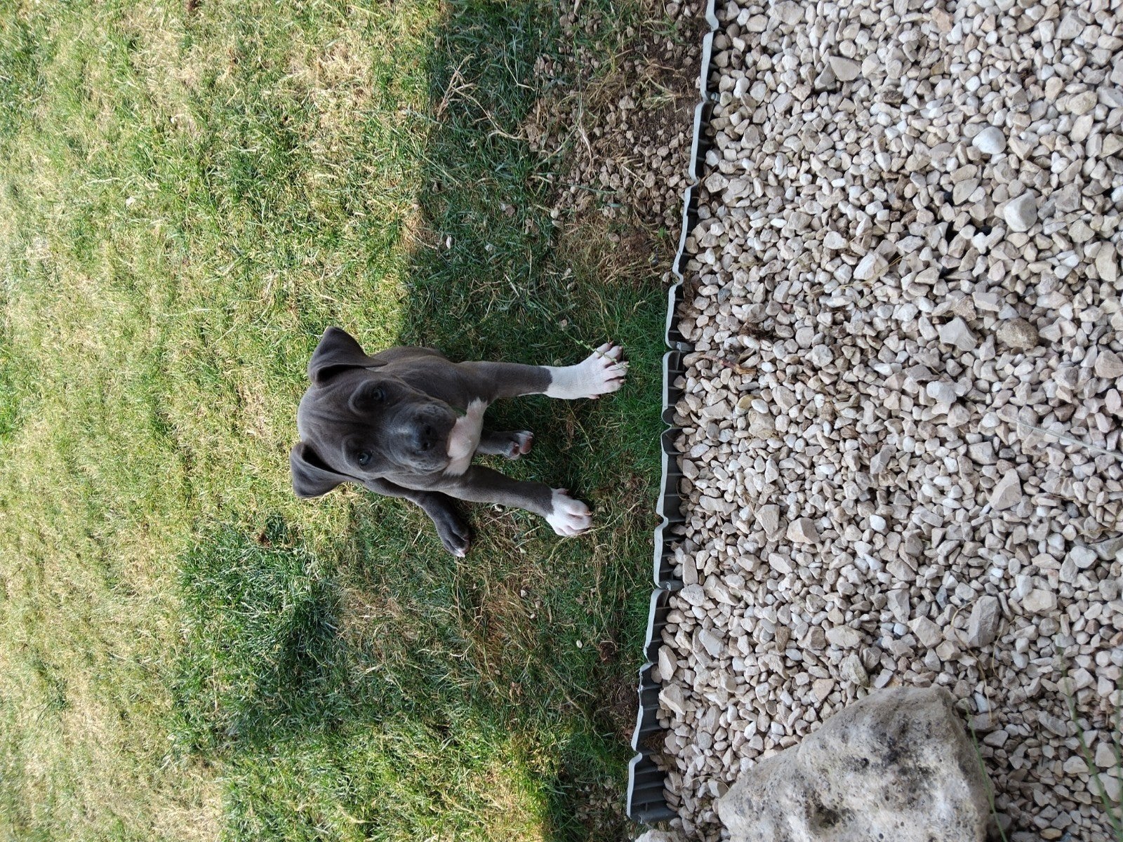 american bully teef blue, Parvo, 8 tot 15 weken, Teef, Eén hond