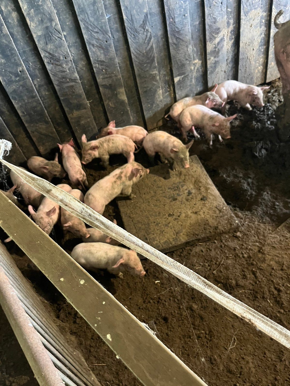 Te koop prachtige vlees biggen topigs tn duroc, Dieren en Toebehoren, Schapen, Geiten en Varkens, Meerdere dieren, Varken, 0 tot 2 jaar