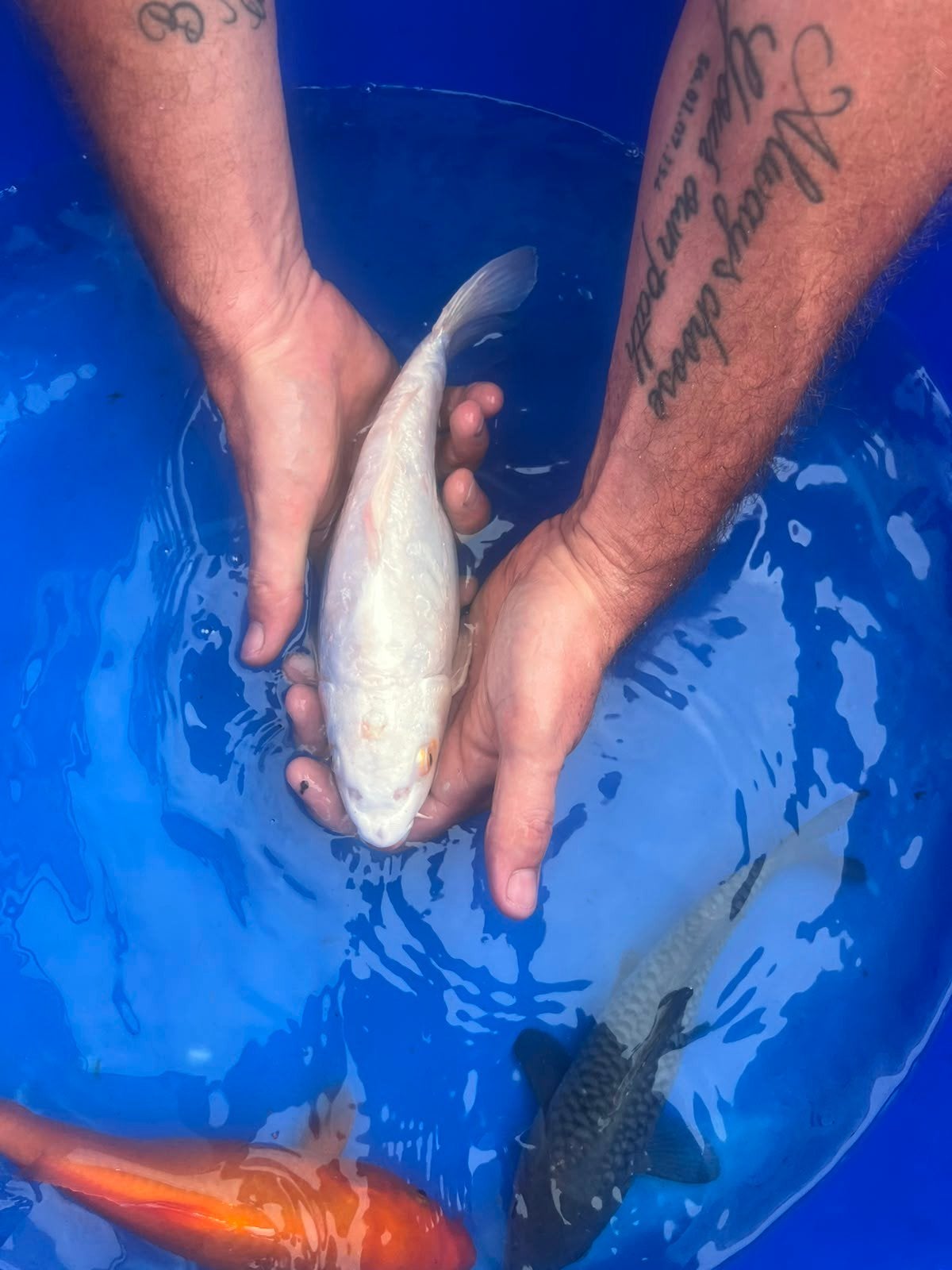 koi karpers, Karper of Koi