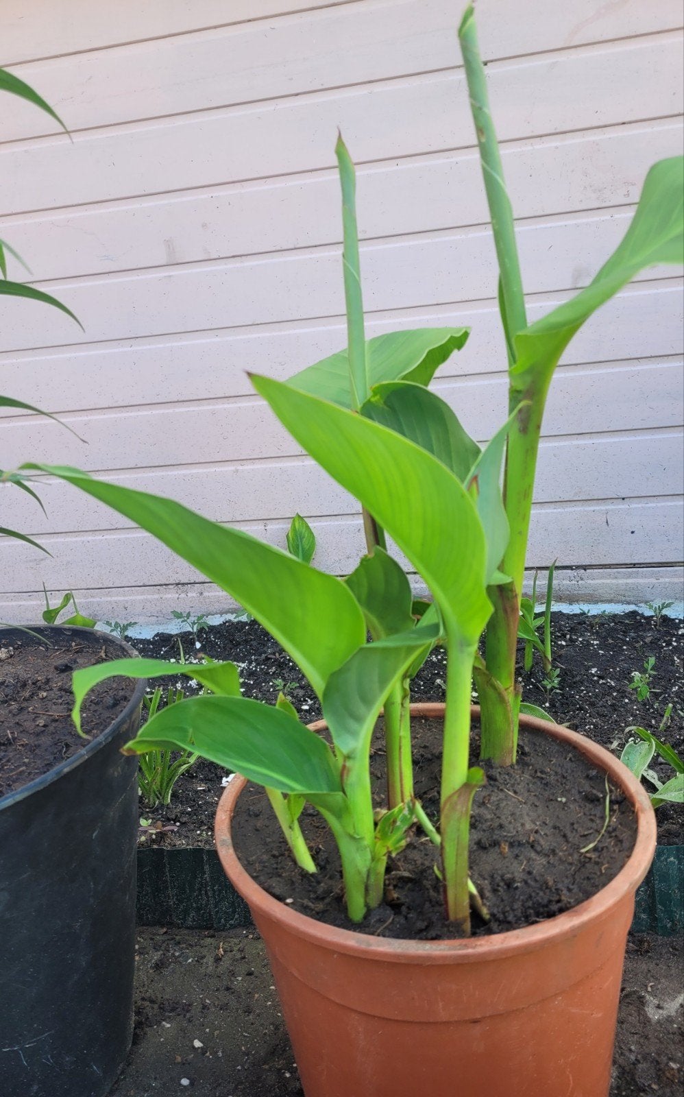 Canna lelie plant in pot - Tropische sfeer in uw tuin, Ophalen of Verzenden