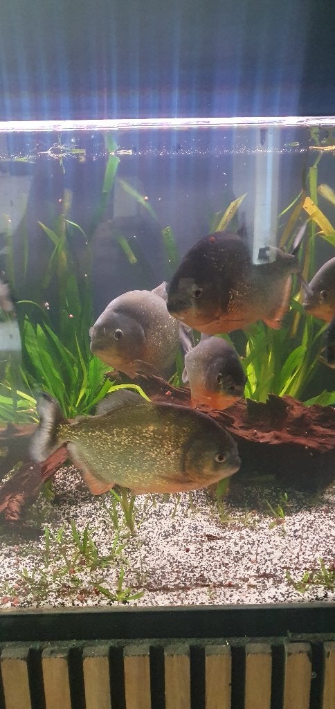 15 piranha's, Dieren en Toebehoren, Vis, Zoetwatervis