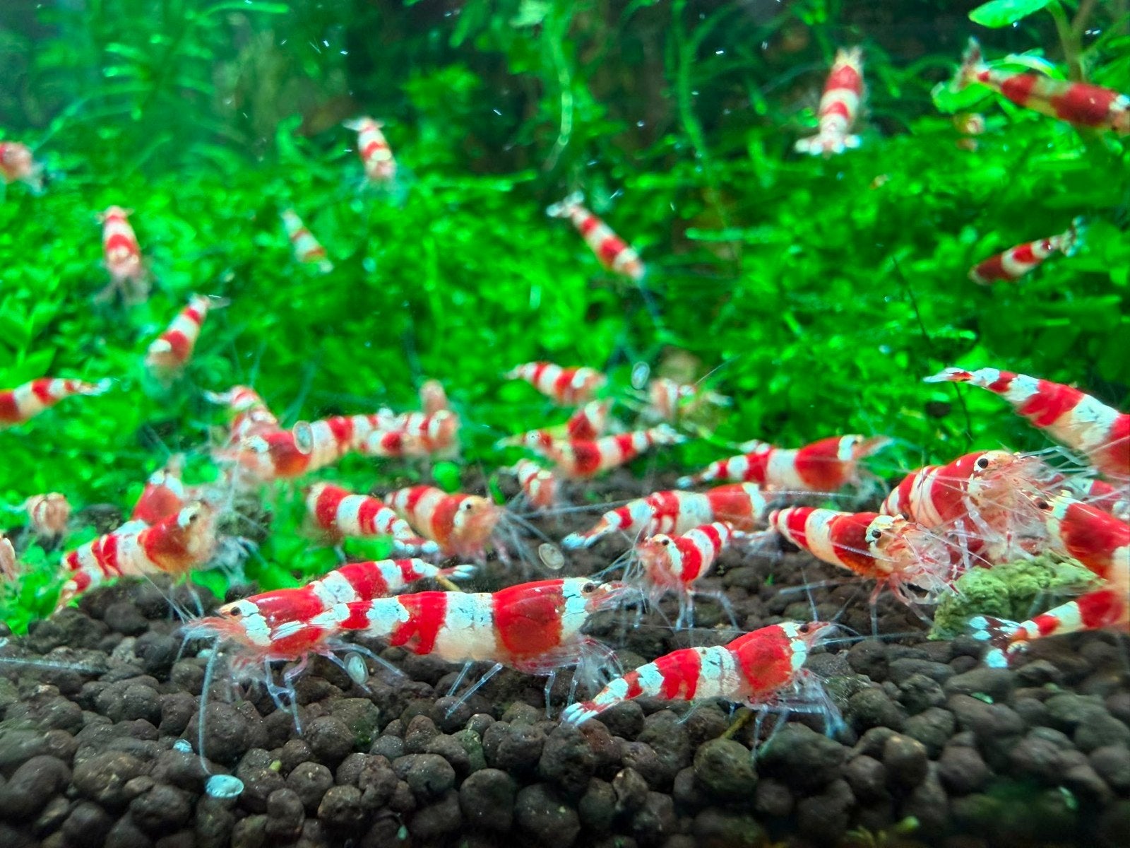 Crystal Red garnalen, Dieren en Toebehoren, Vissen | Aquariumvissen, Kreeft, Krab of Garnaal, Zoetwatervis