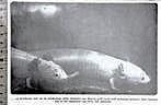 Artis 1929; witte axolotl's uit mexico in het aquarium, Verzenden, Voor 1940, Gebruikt, Dier