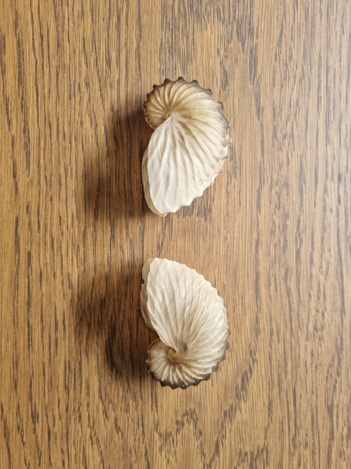 Papier nautilus schelpen, Verzamelen, Ophalen of Verzenden, Gebruikt
