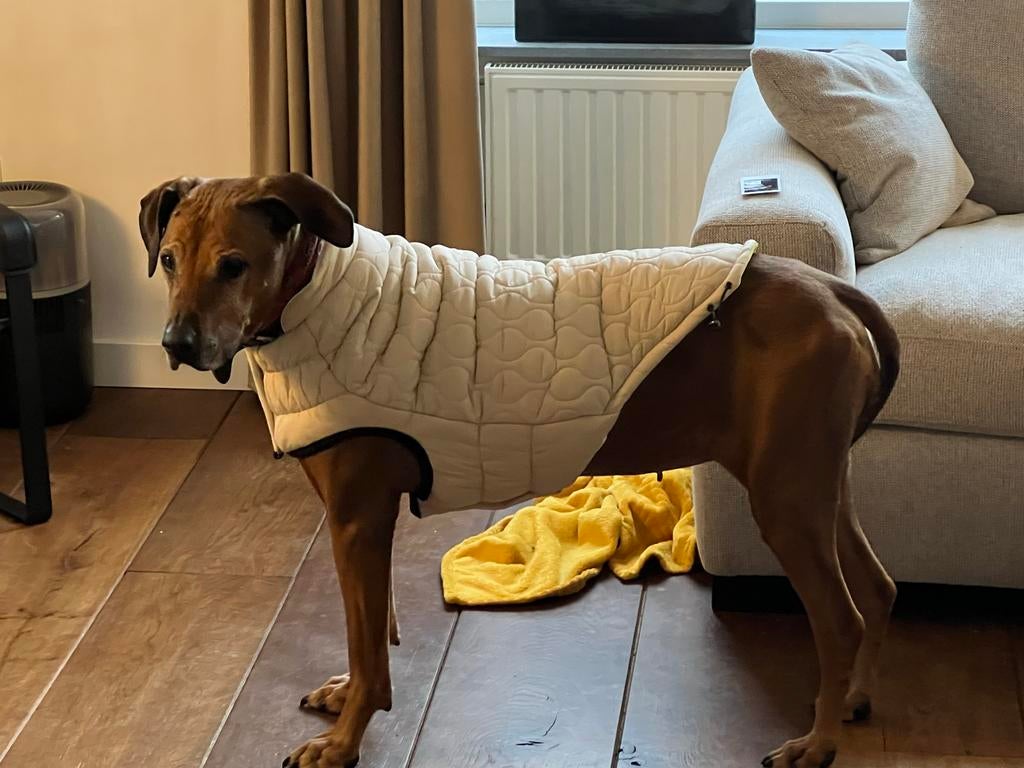Hondenjas GFpet maat 2XL NIEUW, Ophalen of Verzenden, Nieuw, Hondenjas