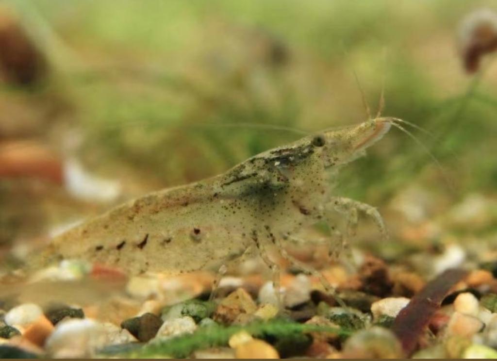 Neocaridina garnalen (wildkleur), Kreeft, Krab of Garnaal, Zoetwatervis, Schoolvis