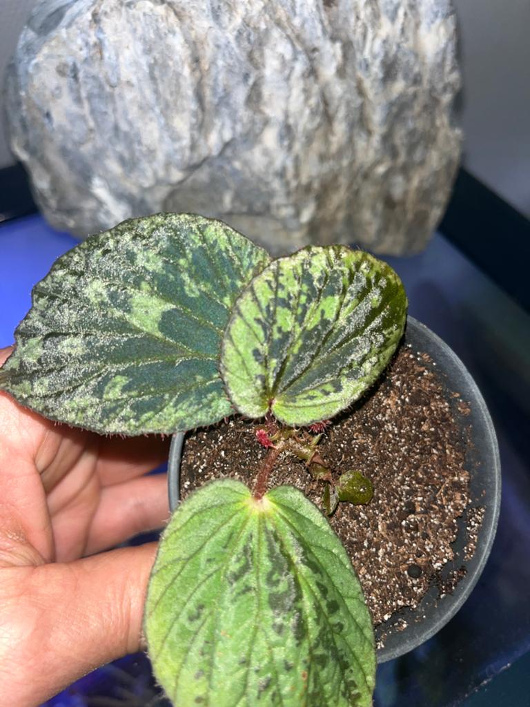 Begonia  Hoiosericeoides, Ophalen of Verzenden, Halfschaduw, Minder dan 100 cm