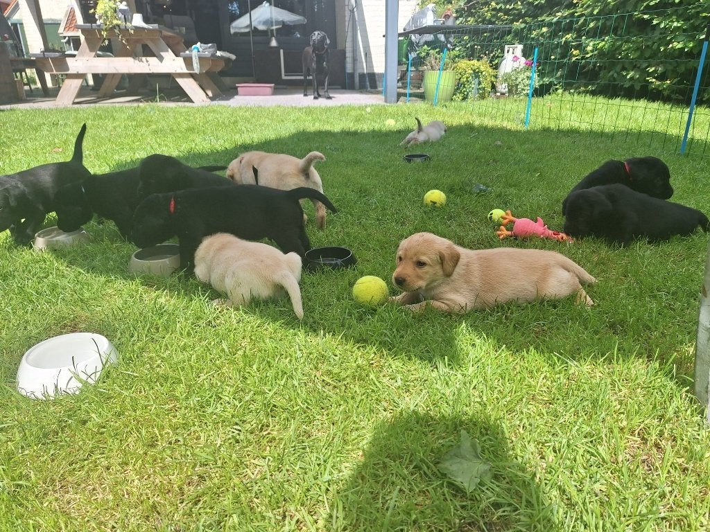 Labrador pups, Parvo, 8 tot 15 weken, Labrador retriever, Meerdere