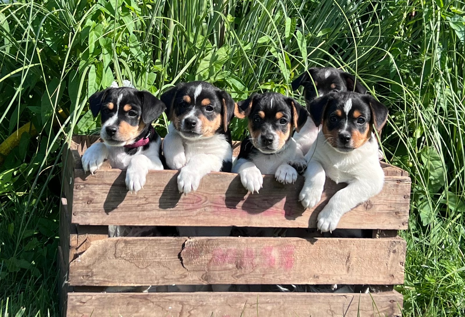 Lieve boerenfox pups, Dieren en Toebehoren, Reu, 8 tot 15 weken, Parvo, Meerdere