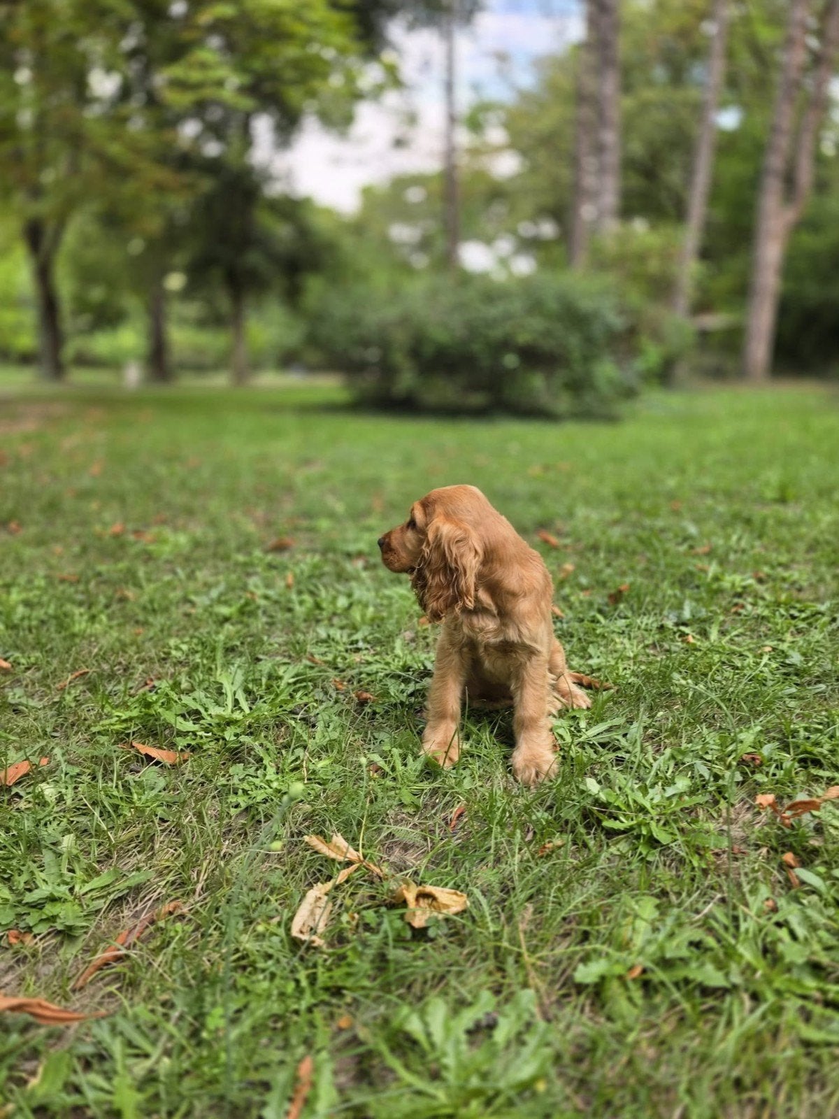 cocker spaniël pup, Dieren en Toebehoren, Particulier, 15 weken tot 1 jaar, Reu, Buitenland