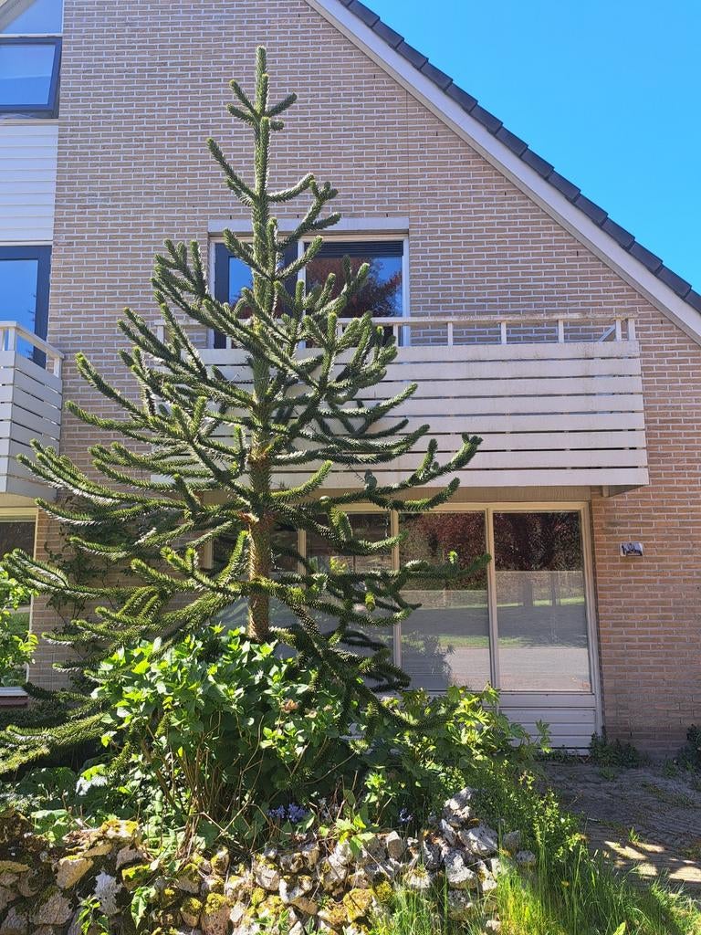 Unieke Apenboom (Araucaria araucana) - Grote blikvanger, Bloeit niet, Overige soorten, 250 tot 400 cm, Ophalen