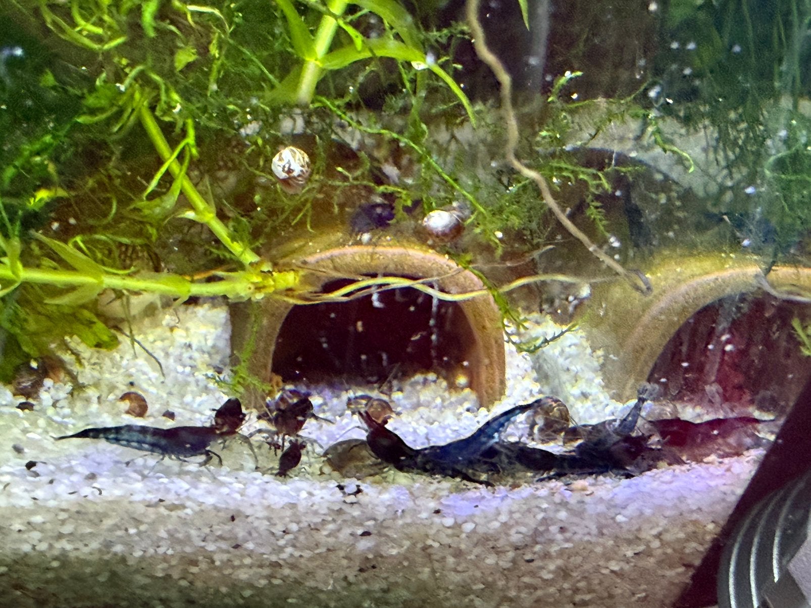 Jonge Blue Dream Garnalen, Dieren en Toebehoren, Vissen | Aquariumvissen, Kreeft, Krab of Garnaal