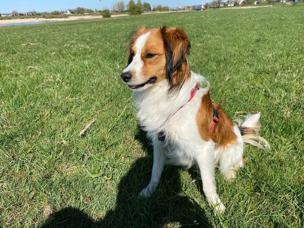 Kooiker koop, Parvo, 1 tot 2 jaar, Eén hond, Nederland