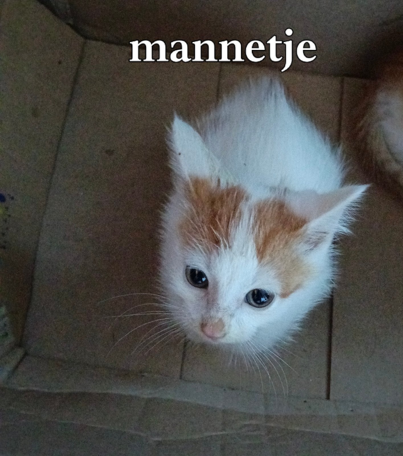 4 lieve katjes zoeken nieuw baasje, Dieren en Toebehoren, Meerdere dieren
