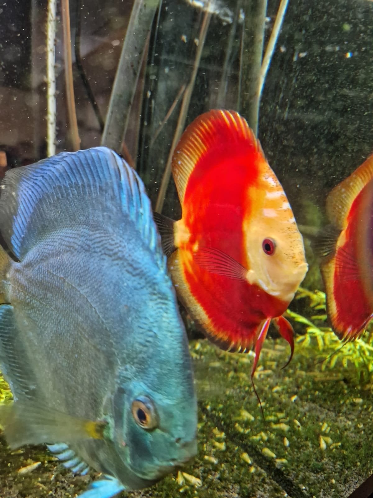 Discus vissen, Dieren en Toebehoren, Vis