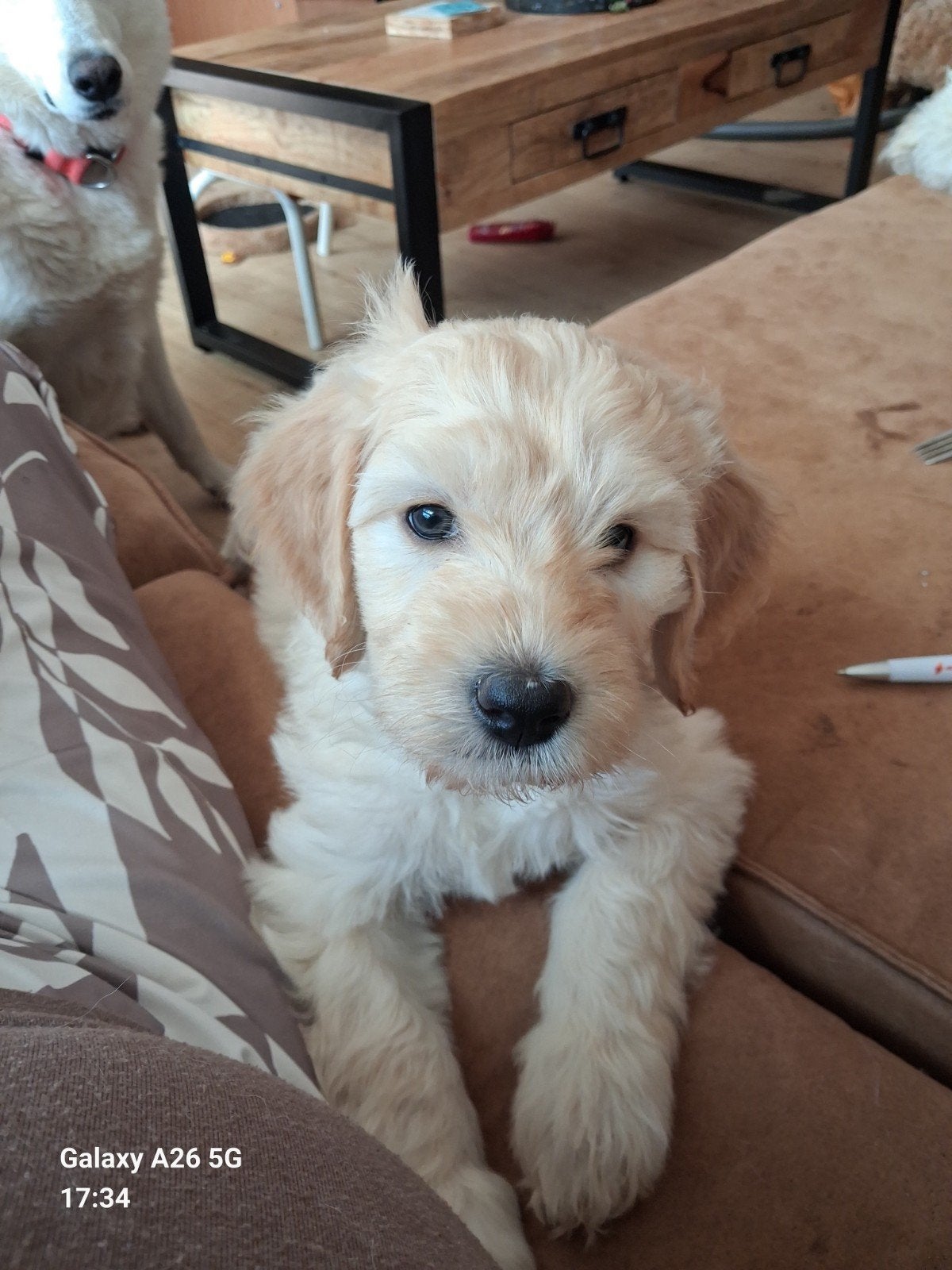 Nog 1  lief  blond labradoodle puppy., Dieren en Toebehoren, Honden | Niet-rashonden, Parvo, 8 tot 15 weken, Meerdere, Meerdere dieren