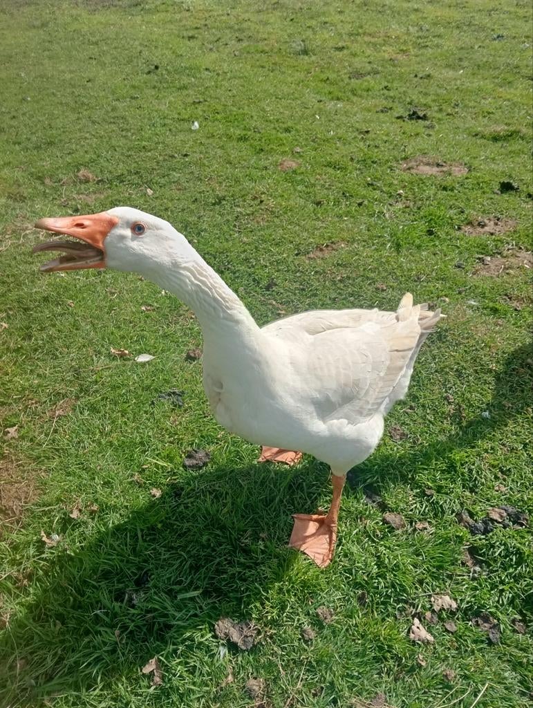 Te koop twee Mannetjes Ganzen , Wit, Dieren en Toebehoren, Mannelijk, Gans of Zwaan
