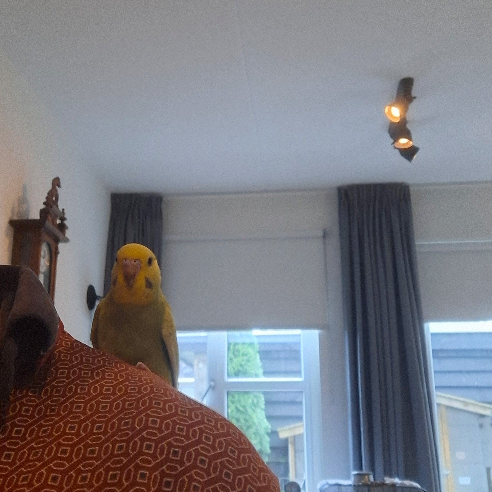 nog 1 hand tame parkiet tekoop