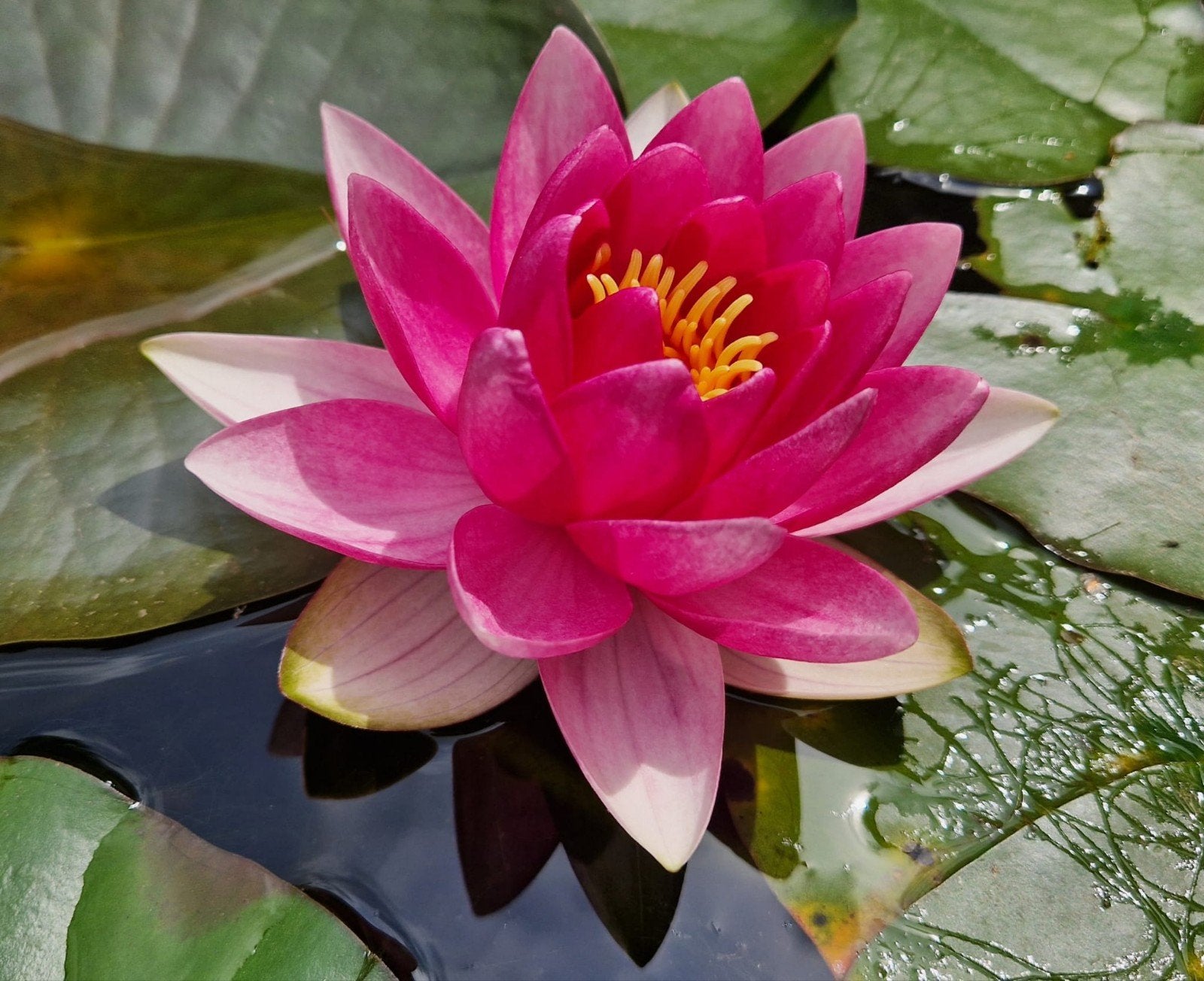 Roze waterlelie - verjongd van moederplant, Ophalen, Nieuw