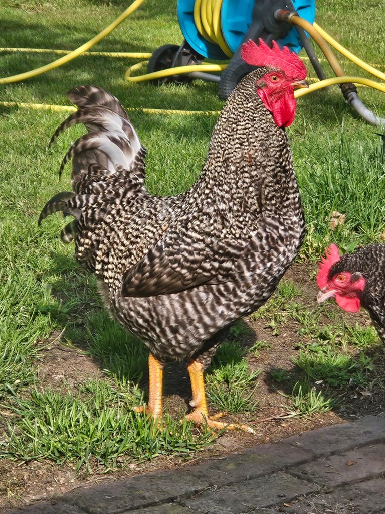 Mooie haan hollandse blauwe, Dieren en Toebehoren, Pluimvee, Mannelijk, Kip