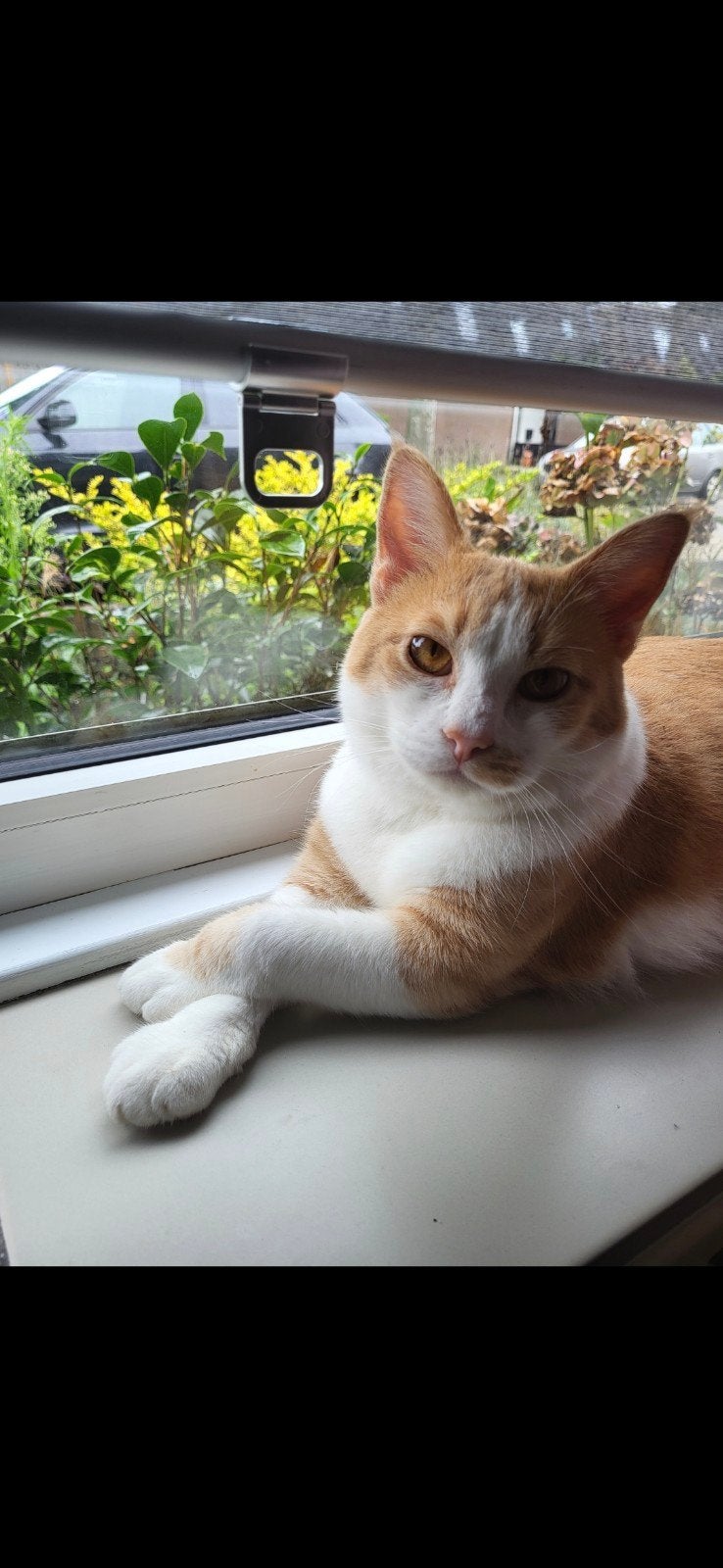 Lotje zoekt haar gouden mandje, Dieren en Toebehoren, Poes, Kortharig, 3 tot 5 jaar