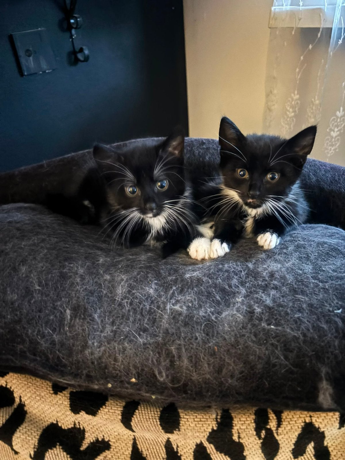 Katertje, Kater, Ontwormd