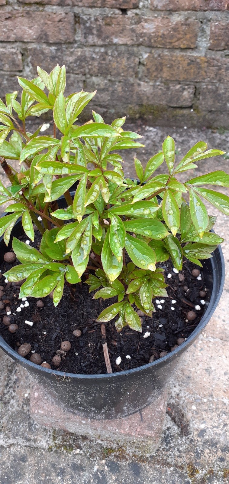 Witte  Pionroos, Tuin en Terras, Planten | Tuinplanten, Ophalen, Overige soorten, Volle zon