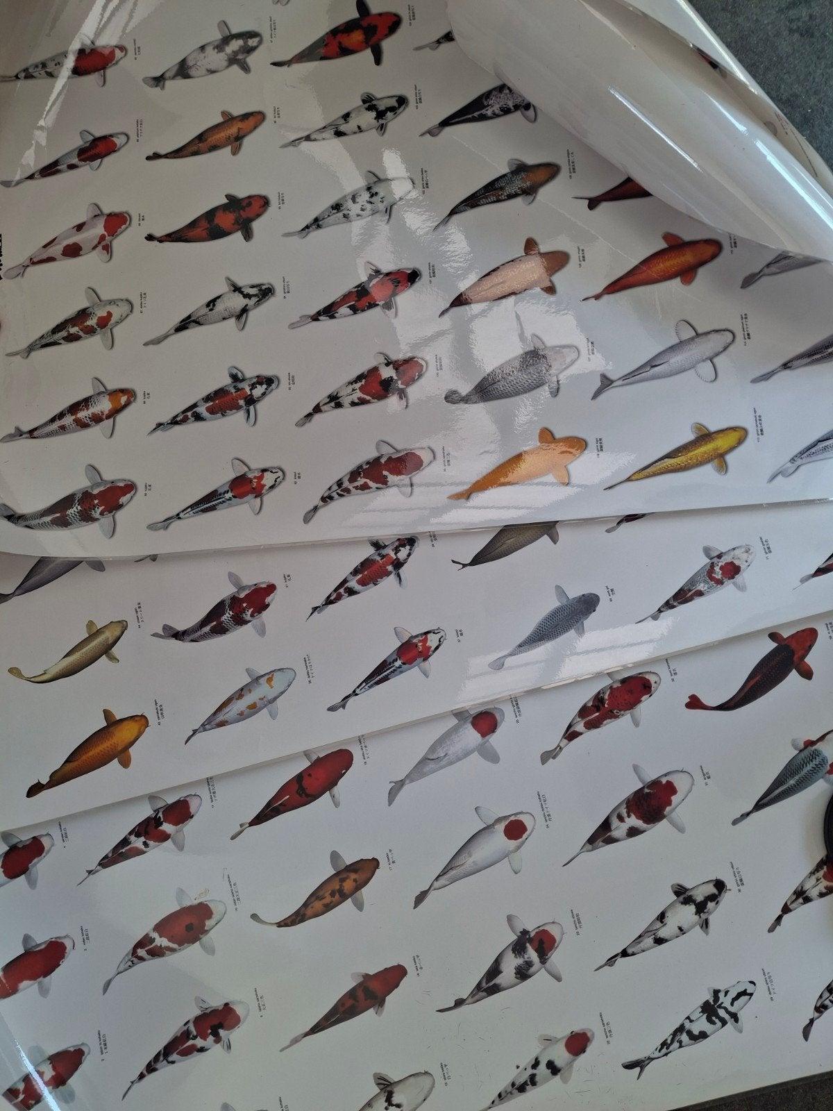 Koi posters, Ophalen of Verzenden, A1 t/m A3