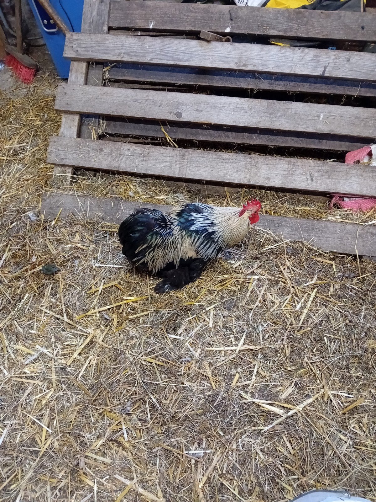 verschillende kippen, Dieren en Toebehoren, Meerdere dieren, Kip