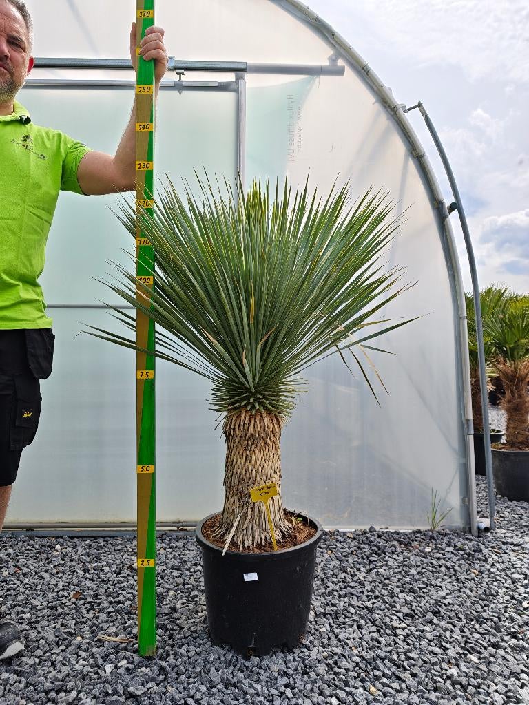 Yucca rostrata promo, Ophalen, Overige soorten, Volle zon