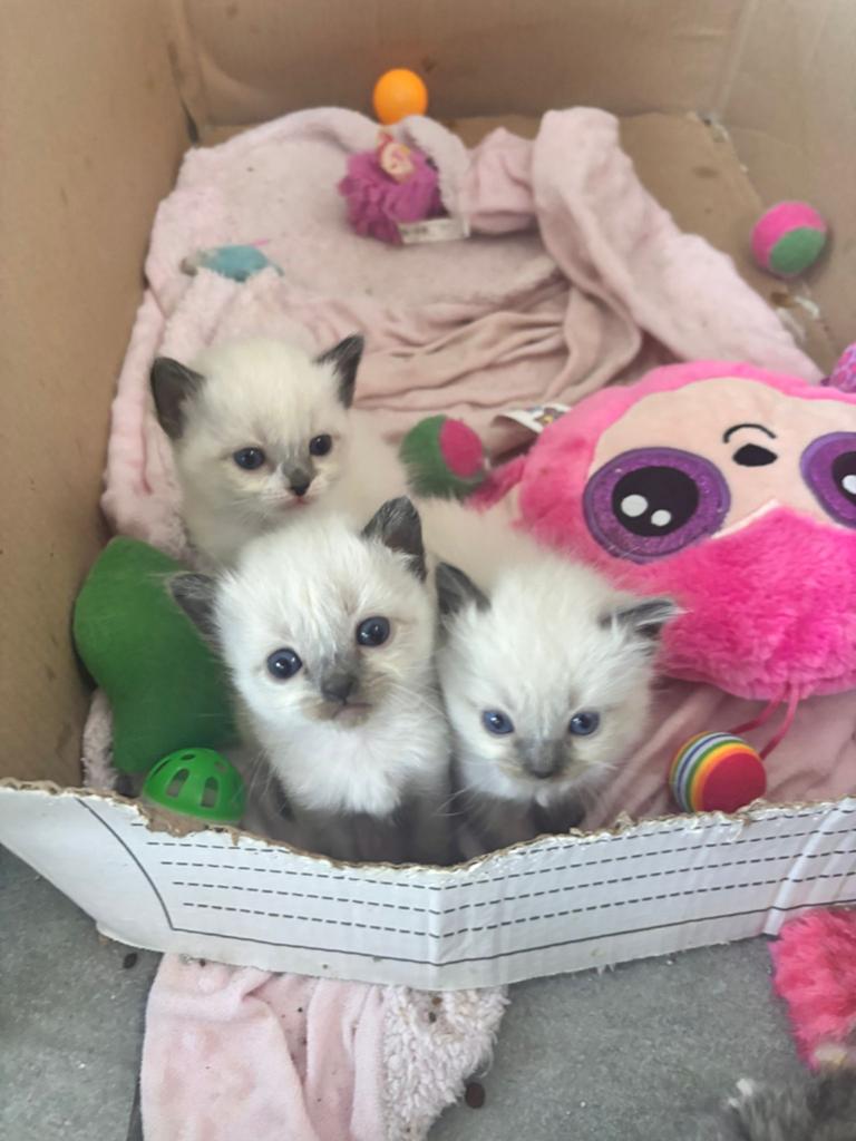 100 procent ragdoll, Meerdere dieren