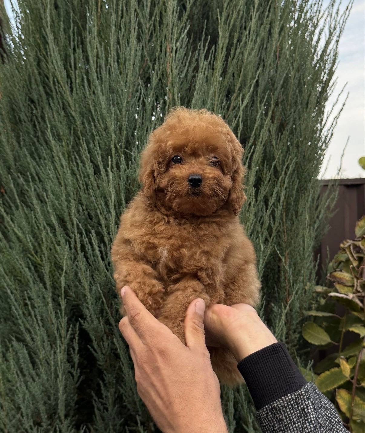toy poedeltje toy poodle reu, Dieren en Toebehoren, Poedel, Reu, 8 tot 15 weken, Eén hond
