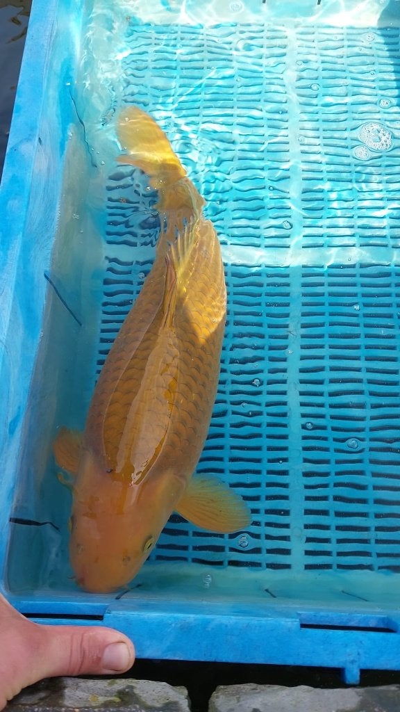 Koi, Karper of Koi