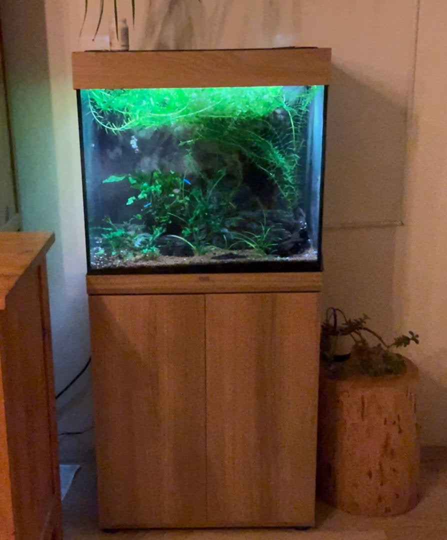 Compleet Juwel Rio 120 aquarium met CO₂ & toptechniek, Ophalen, Inclusief controller, Zo goed als nieuw, Juwel