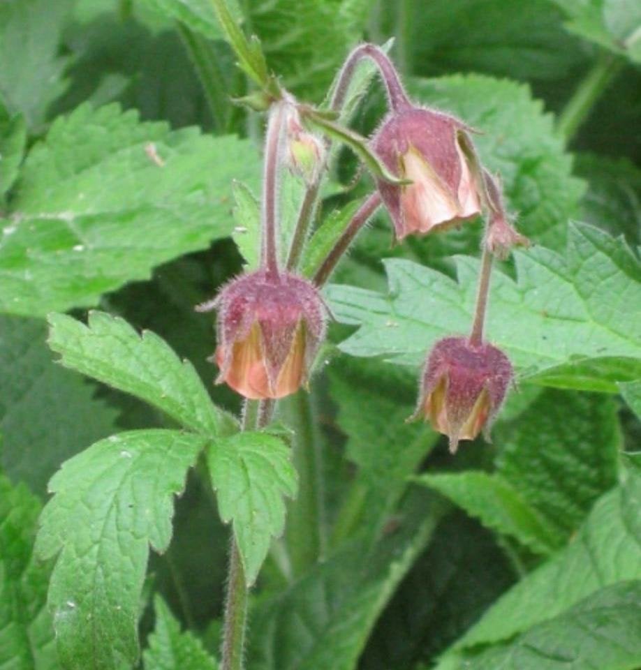 Geum (Geknikt nagelkruid) - Abrikooskleurig, Tuin en Terras, Ophalen, Vaste plant, Overige soorten