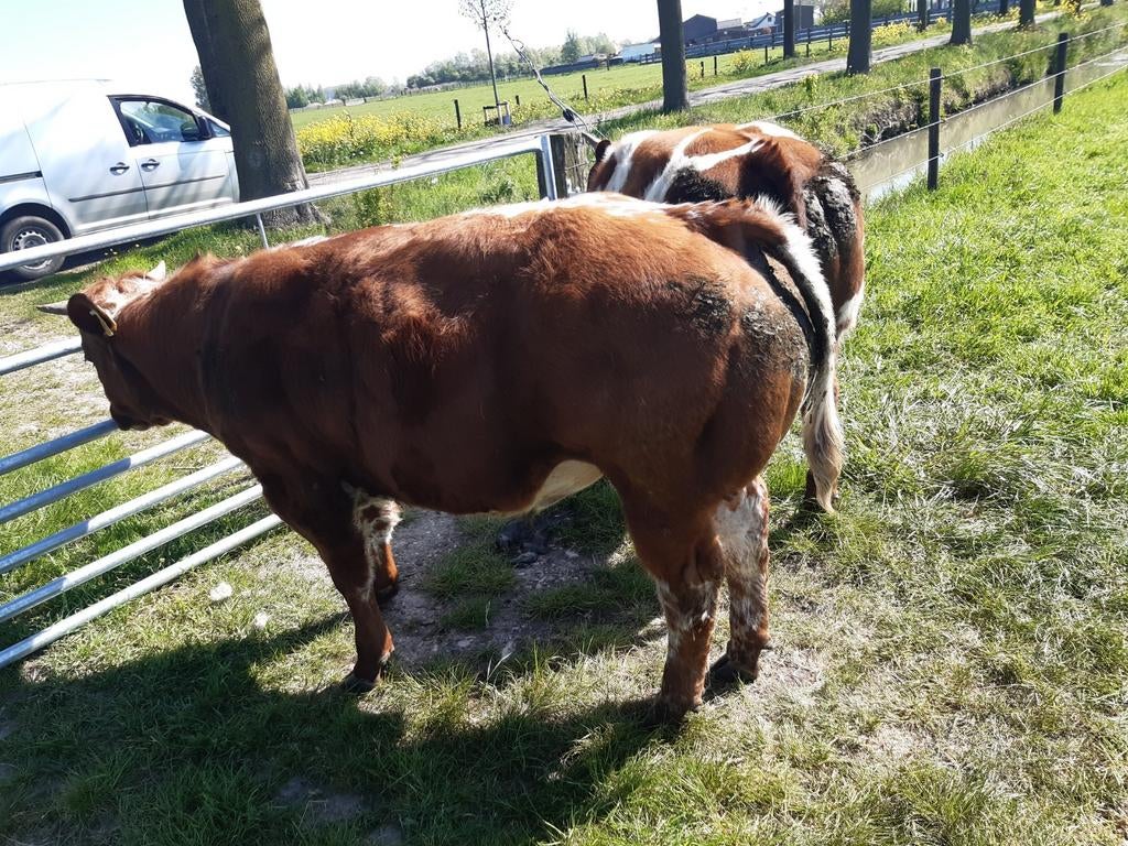 Dikbil dekstier, Dieren en Toebehoren