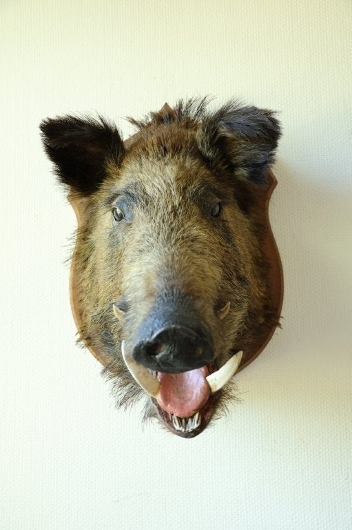 Taxidermie everzwijnkop, Ophalen of Verzenden, Gebruikt, Wild dier, Opgezet dier