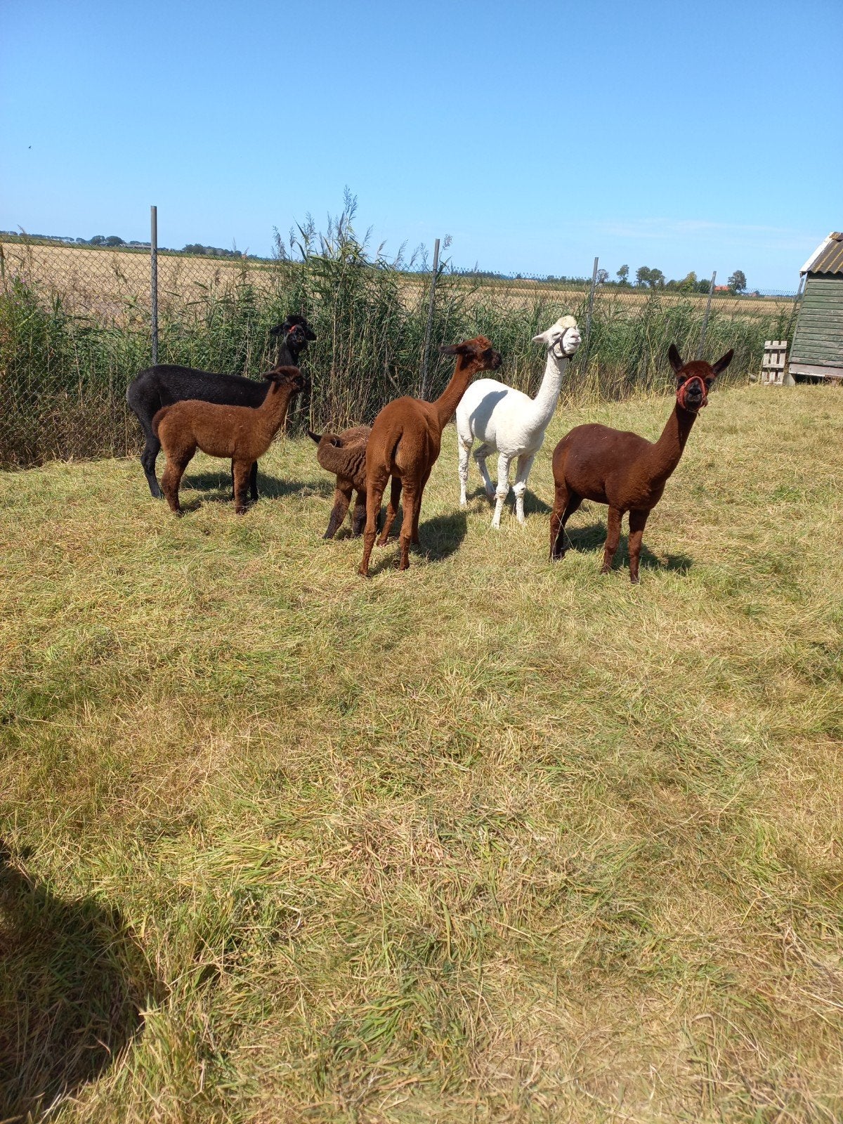 alpaca's  te koop, Februari, Vrouwelijk