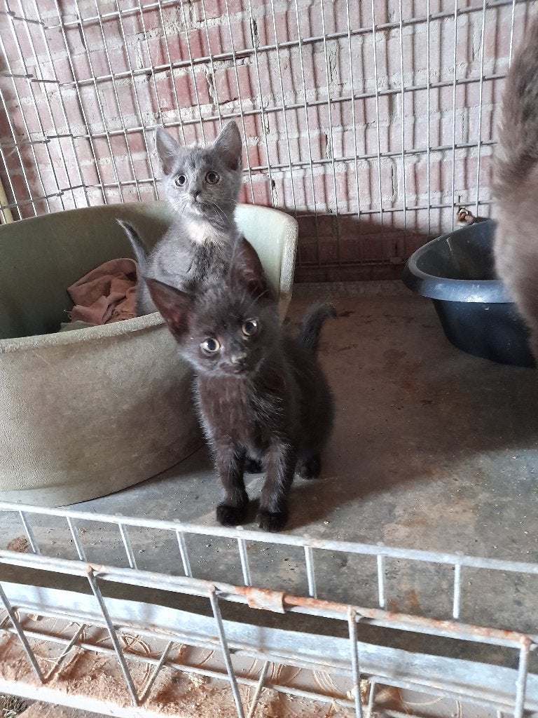 kittens, Dieren en Toebehoren, Kater, Kortharig, 0 tot 2 jaar