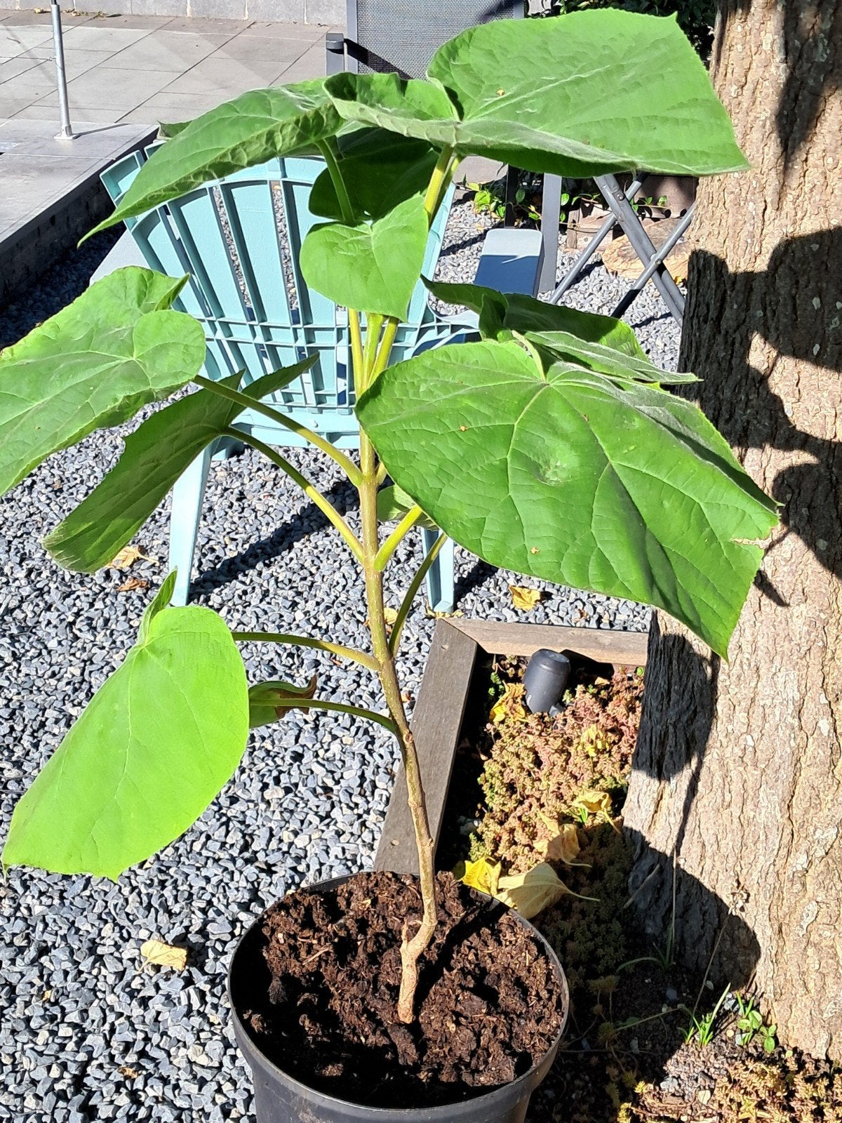 te koop anna paulownaboom 60/80 cm in pot, Overige soorten, 100 tot 250 cm, Ophalen, Volle zon