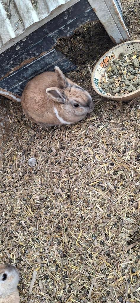 Lieve konijntjes zoeken nieuw huisje, Dieren en Toebehoren, Konijnen, Meerdere dieren