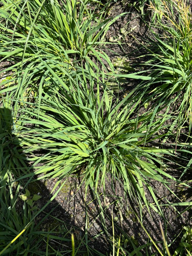 Gevraagd tuinplanten siergrassen, struikjes en boompjes, Tuin en Terras, Planten | Tuinplanten, Ophalen, Overige soorten, Volle zon