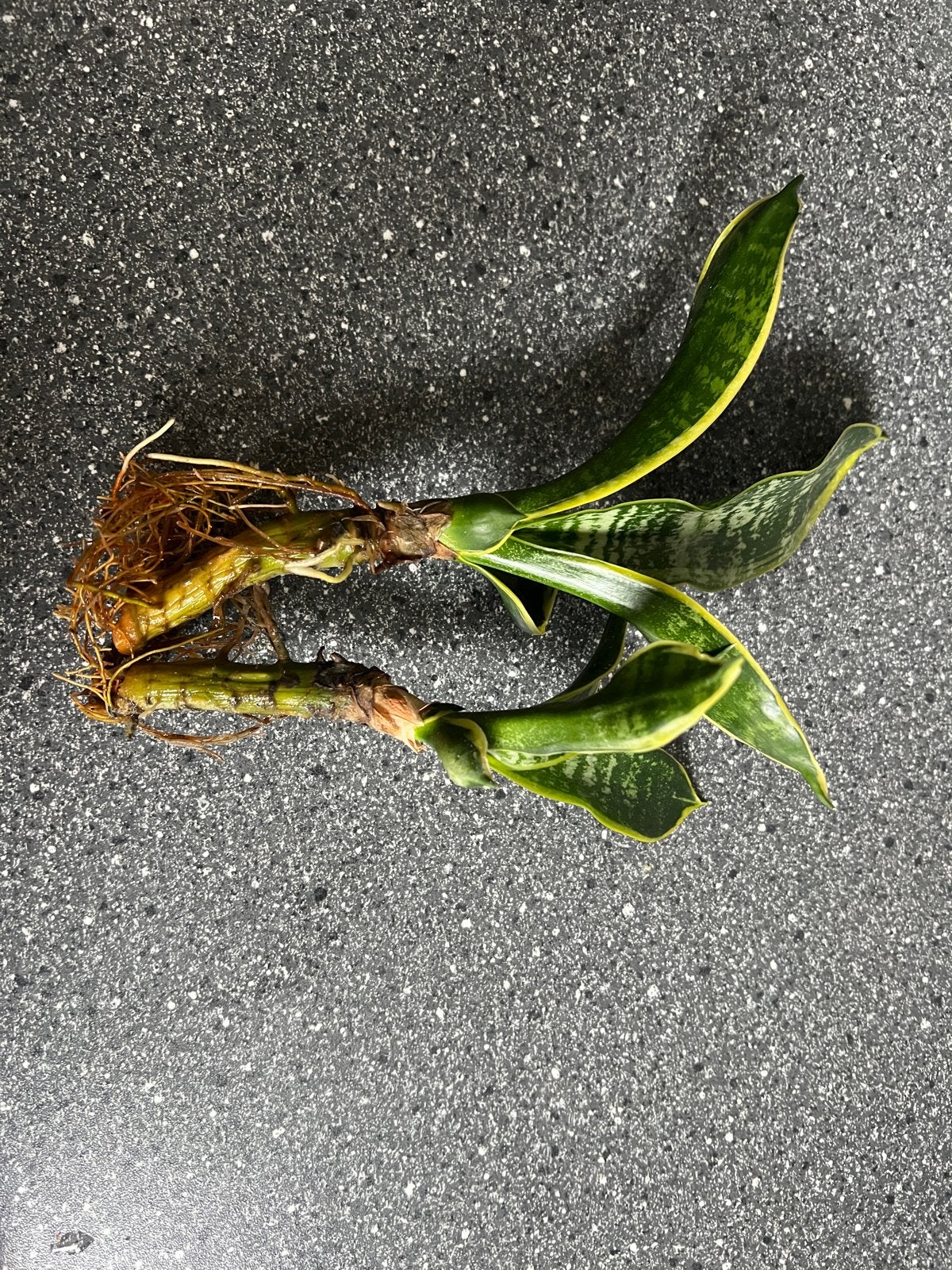 Sansevieria stekjes met wortels - Klaar om te planten, Ophalen, Overige soorten, Halfschaduw, Minder dan 100 cm